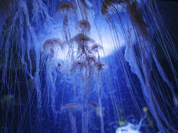 Close-up of fish swimming in aquarium