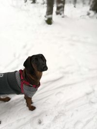 Portrait of dog standing on snow