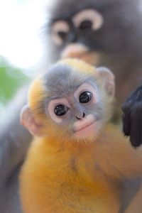 Portrait of monkey