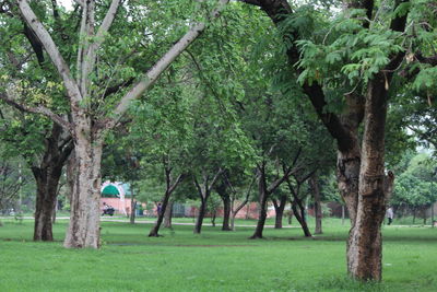 Trees in park