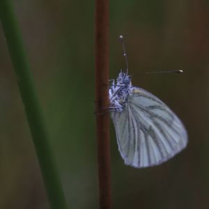 Butterfly on leaf