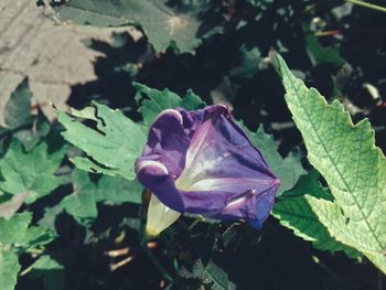 Close-up of water drops on plant