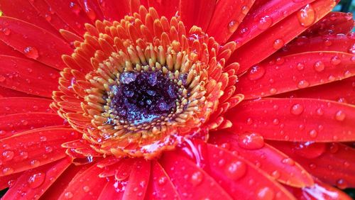 Full frame shot of water drops on red flower