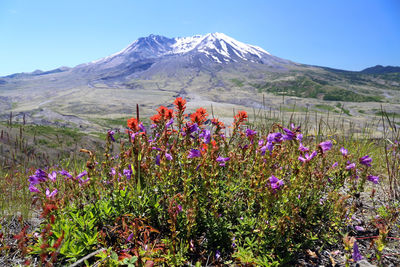 View of flowers growing in mountains