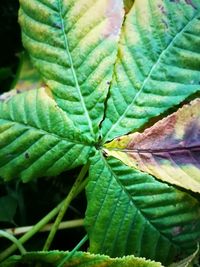 Close-up of green leaves on plant