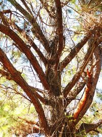 Low angle view of trees