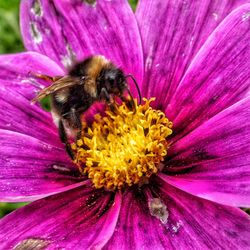 Close-up of honey bee pollinating on flower