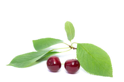 Close-up of fruits and leaves against white background