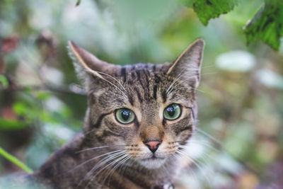 Close-up portrait of cat