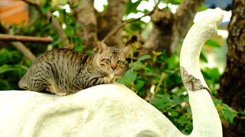 Cat sitting on a tree