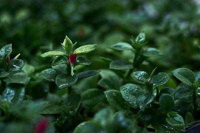 Raindrops perched on a plant leaf