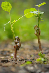 Close-up of small frogs perching on plant at field