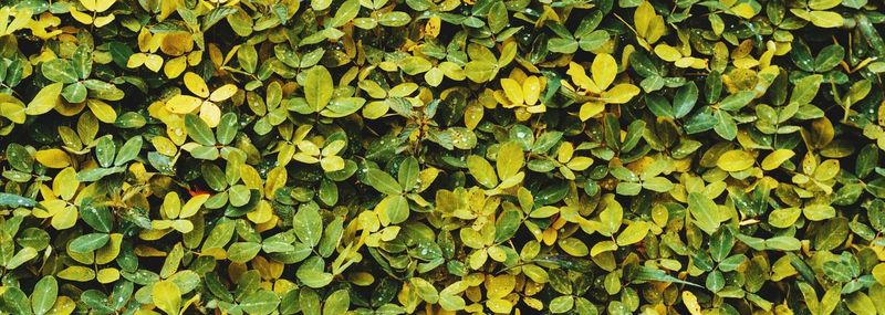 Full frame shot of yellow leaves