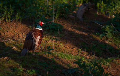 High angle view of pheasant on field