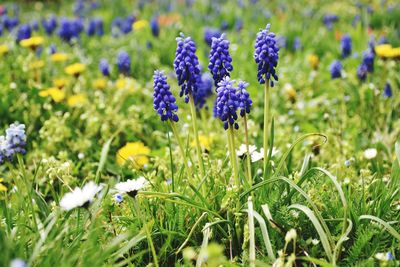 Close-up of purple flowering plants on field