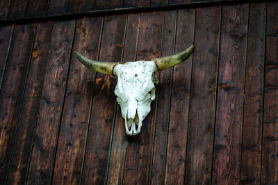 Close-up of animal skull