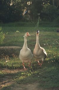 Birds on field