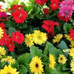 High angle view of flowering plants