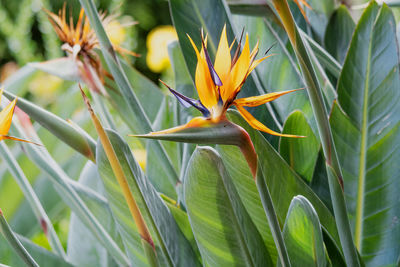 Close-up of red flowering plant