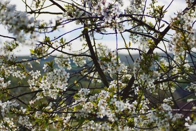 Low angle view of blooming tree against sky