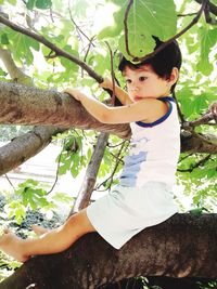 Low angle view of trees