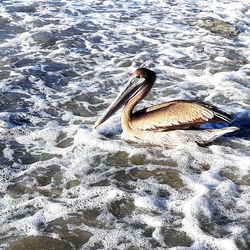 High angle view of duck swimming in lake