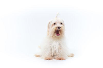 Portrait of dog against white background