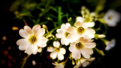 Close-up of white flowers blooming outdoors