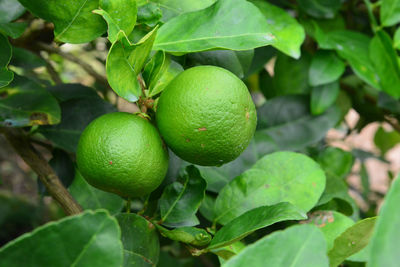 Close-up of fruits on tree