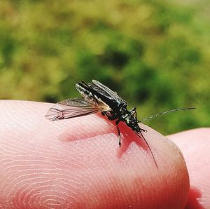 Close-up of butterfly on hand