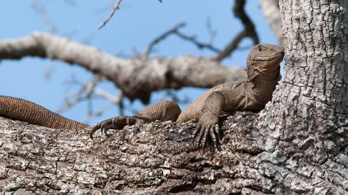 Close-up of a lizard on tree