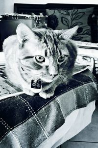 Close-up of cat lying on bed