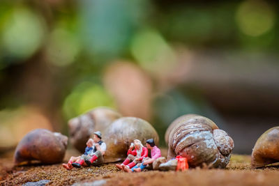 Close-up of shells on ground