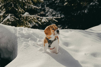 Dog on snow covered land