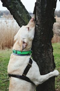 Close-up of dog on tree trunk