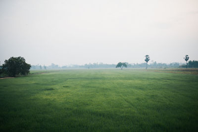 Scenic view of field against clear sky