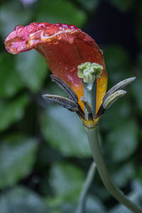 Close-up of wet red rose flower