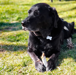 Black dog lying on field