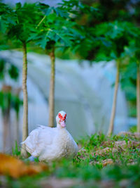 A white duck at the farm in melaka, malaysia.