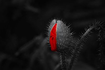 Close-up of red rose against blurred background