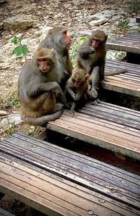 Monkey sitting on wood