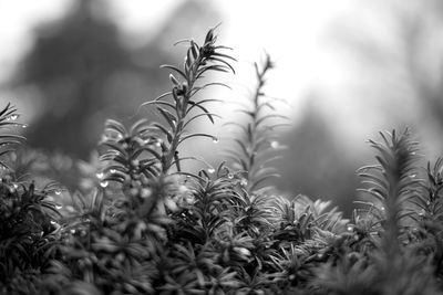 Close-up of fresh plants