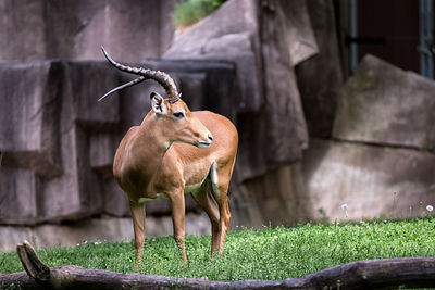 Giraffe standing on field