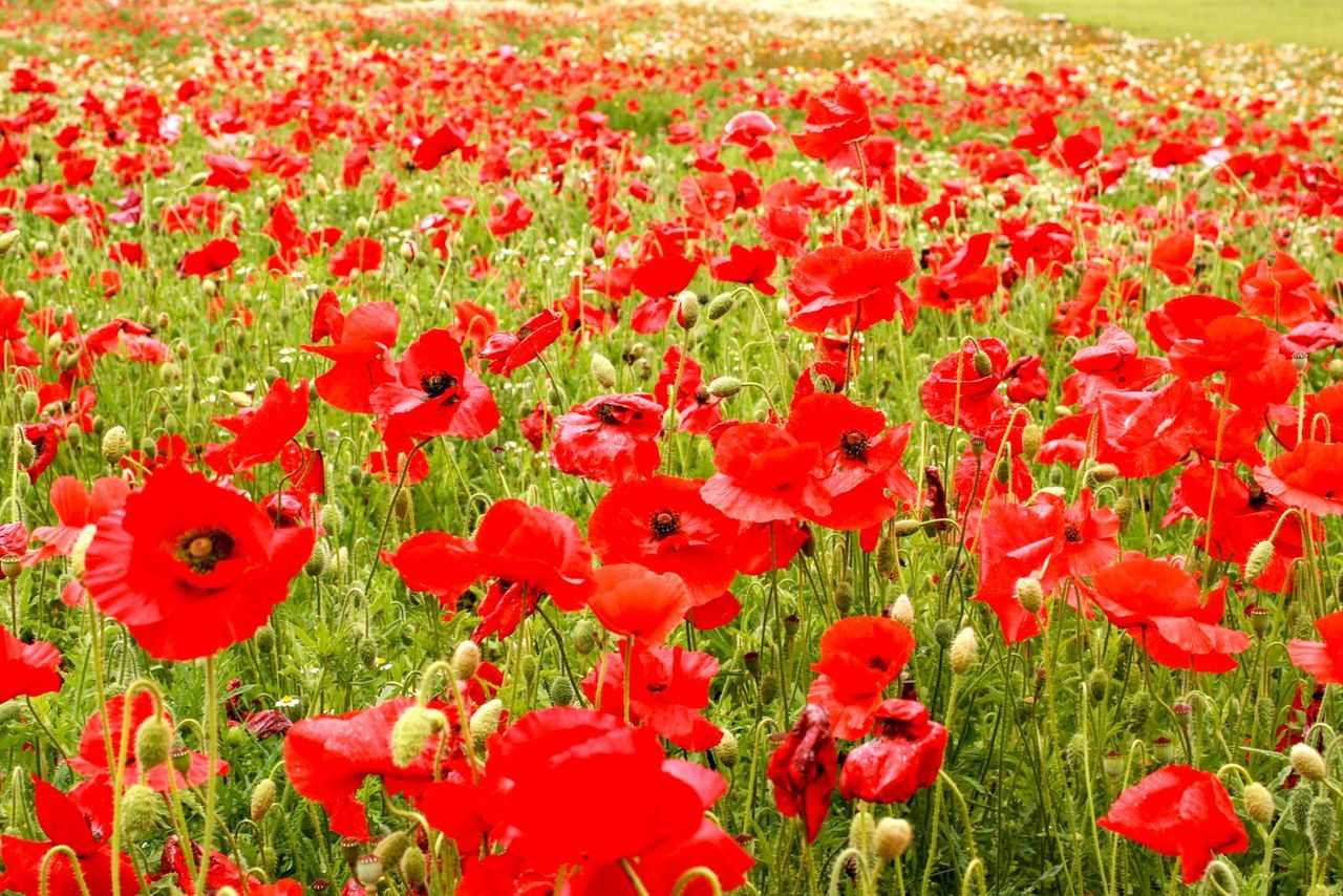 CLOSE-UP OF RED POPPY FLOWERS