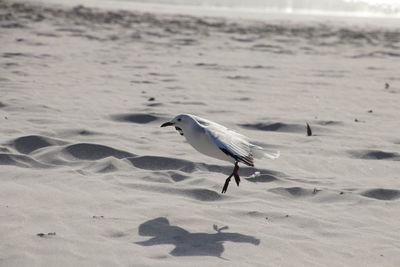 Bird on beach