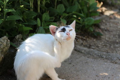 White cat on plant outdoors