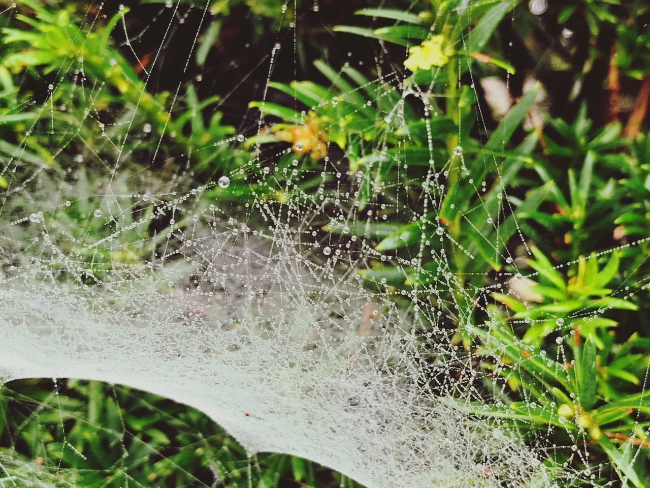 CLOSE-UP OF SPIDER ON WEB BY PLANTS