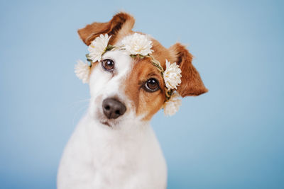 Jack russell dog wearing a crown of flowers over blue background. spring or summer concept