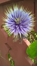 Close-up of purple flower blooming outdoors