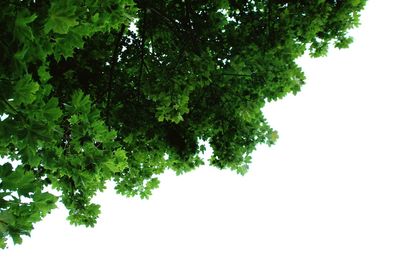Low angle view of tree against sky